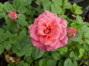 PINK SUNBLAZE (miniature)